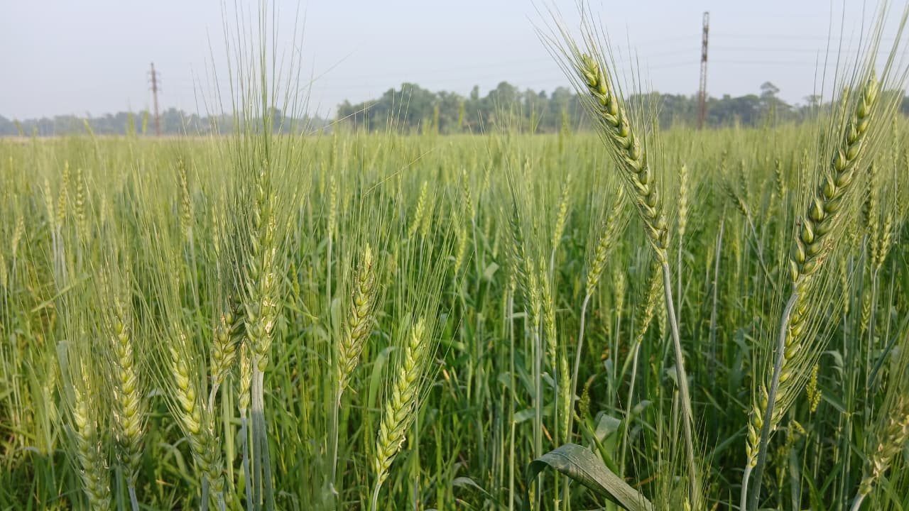 দাগনভূঞায় গম চাষে ঝুঁকছেন কৃষক